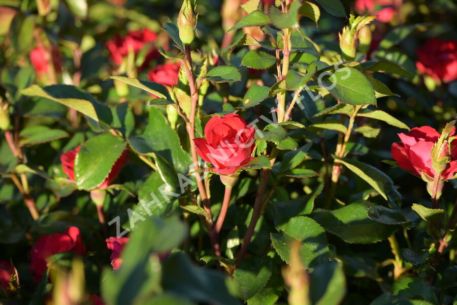 Růže mini Meilland 'Zepeti' ('Meibenbino') - Rosa MI 'Zepeti' ('Meibenbino')