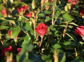 Růže miniaturní Meilland 'Zepeti' ('Meibenbino') - Rosa MI 'Zepeti' ('Meibenbino')