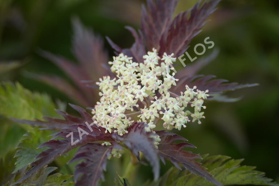 Bez černý 'Jonade' ('Serenade') - Sambucus nigra 'Jonade' ('Serenade')