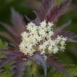 Bez černý 'Jonade' ('Serenade') - Sambucus nigra 'Jonade' ('Serenade')