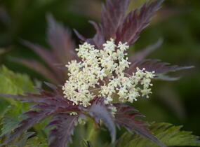 Bez černý 'Jonade' ('Serenade') - Sambucus nigra 'Jonade' ('Serenade')