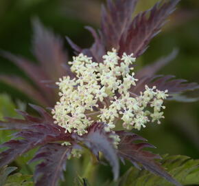 Bez černý 'Jonade' ('Serenade') - Sambucus nigra 'Jonade' ('Serenade')