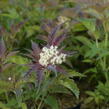 Bez černý 'Jonade' ('Serenade') - Sambucus nigra 'Jonade' ('Serenade')
