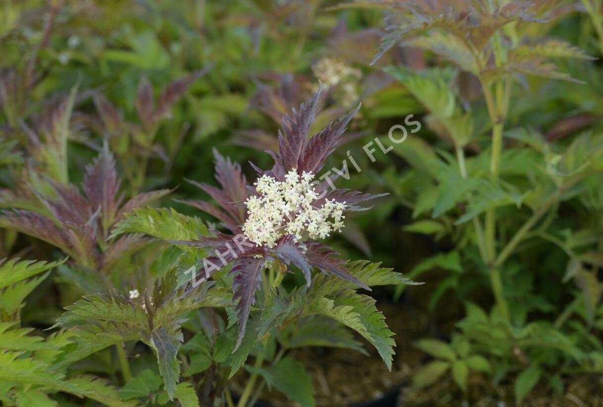 Bez černý 'Jonade' ('Serenade') - Sambucus nigra 'Jonade' ('Serenade')