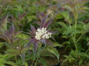 Bez černý 'Jonade' ('Serenade') - Sambucus nigra 'Jonade' ('Serenade')