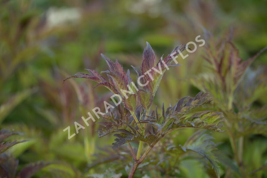 Bez černý 'Jonade' ('Serenade') - Sambucus nigra 'Jonade' ('Serenade')