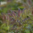 Bez černý 'Jonade' ('Serenade') - Sambucus nigra 'Jonade' ('Serenade')