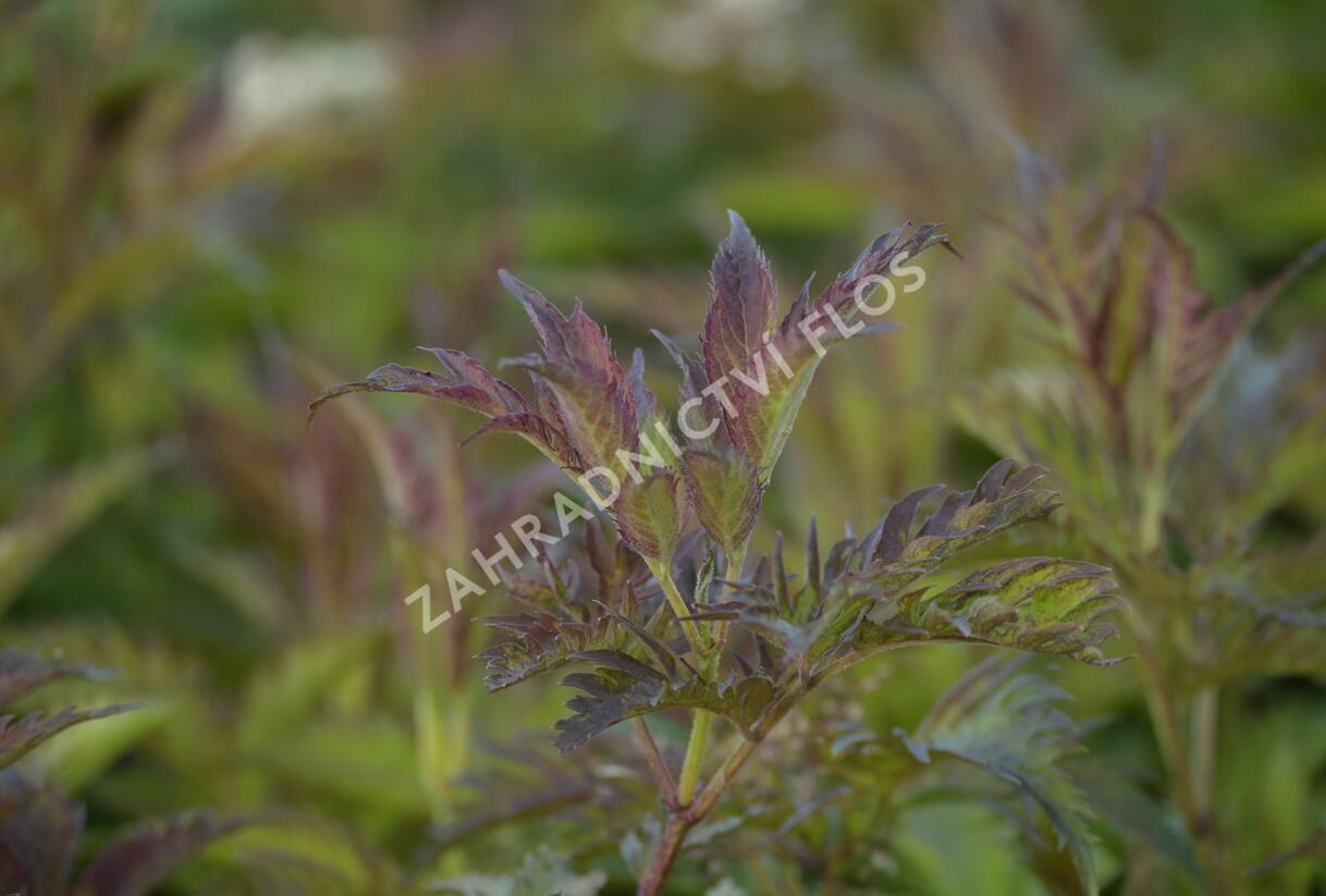 Bez černý 'Jonade' ('Serenade') - Sambucus nigra 'Jonade' ('Serenade')