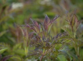 Bez černý 'Jonade' ('Serenade') - Sambucus nigra 'Jonade' ('Serenade')