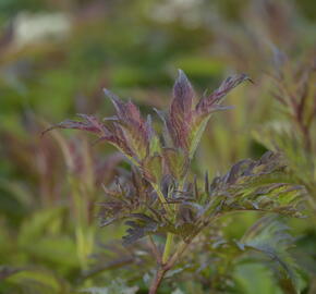 Bez černý 'Jonade' ('Serenade') - Sambucus nigra 'Jonade' ('Serenade')