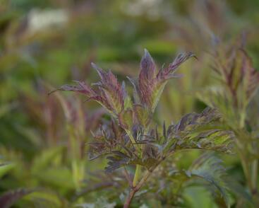 Bez černý 'Jonade' ('Serenade')