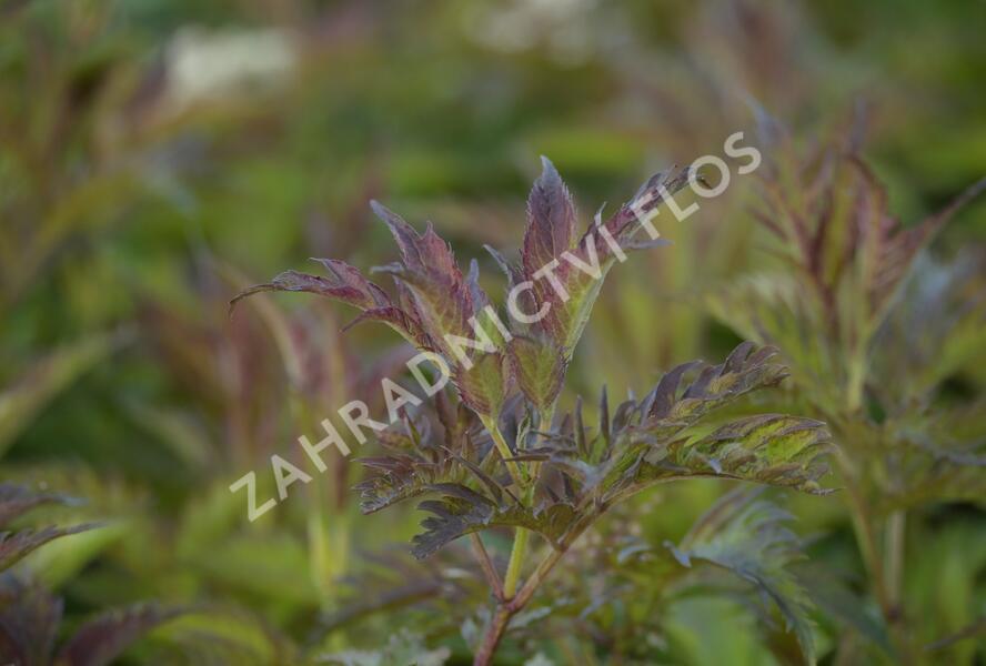 Bez černý 'Jonade' ('Serenade') - Sambucus nigra 'Jonade' ('Serenade')