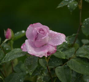 Růže velkokvětá Meilland 'Line Renaud' - Rosa VK 'Line Renaud'