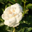 Růže parková 'J.P. Connel' - Rosa S 'J.P. Connel'