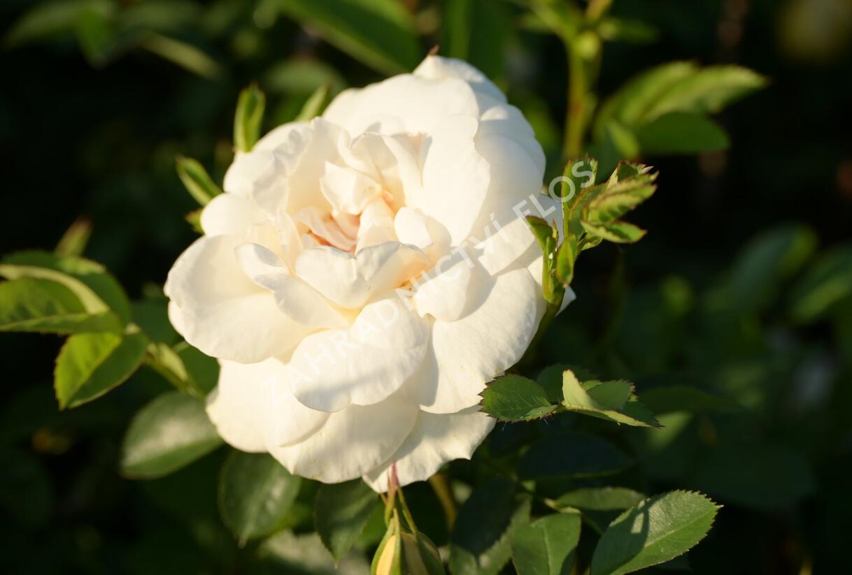Růže parková 'J.P. Connel' - Rosa S 'J.P. Connel'