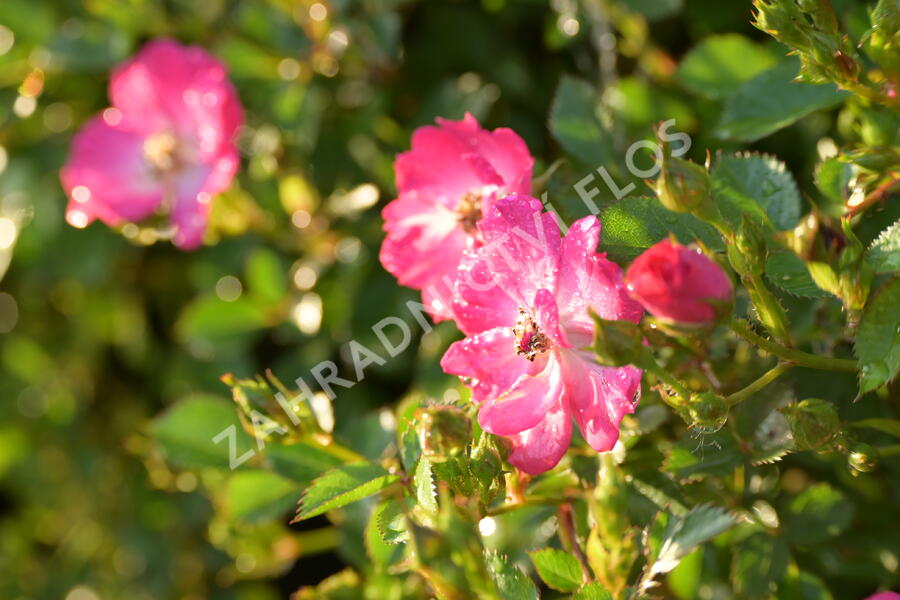 Růže mnohokvětá Kordes 'Lupo' - Rosa MK 'Lupo'