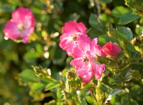 Růže mnohokvětá Kordes 'Lupo' - Rosa MK 'Lupo'