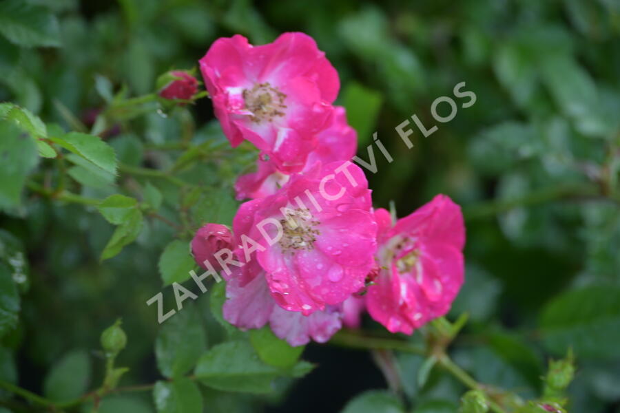 Růže mnohokvětá Kordes 'Lupo' - Rosa MK 'Lupo'