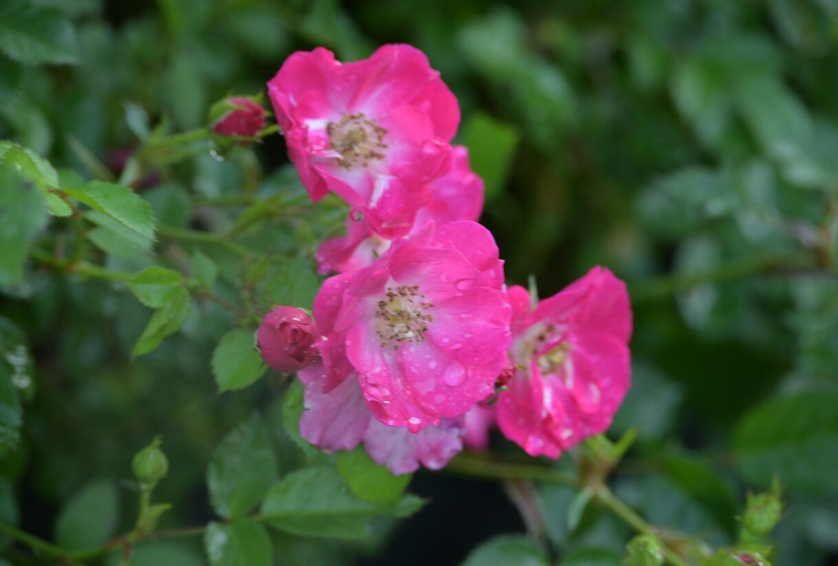 Růže mnohokvětá Kordes 'Lupo' - Rosa MK 'Lupo'