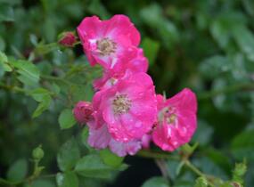 Růže mnohokvětá Kordes 'Lupo' - Rosa MK 'Lupo'