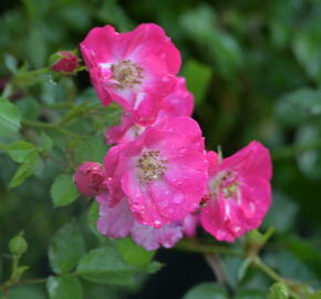 Růže mnohokvětá Kordes 'Lupo' - Rosa MK 'Lupo'