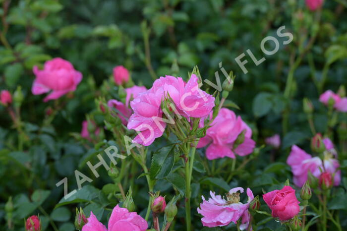 Růže mnohokvětá Meilland 'Magic Meidiland' - Rosa MK 'Magic Meidiland'