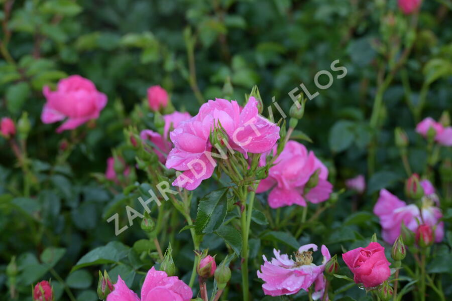 Růže mnohokvětá Meilland 'Magic Meidiland' - Rosa MK 'Magic Meidiland'