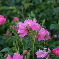 Růže mnohokvětá Meilland 'Magic Meidiland' - Rosa MK 'Magic Meidiland'