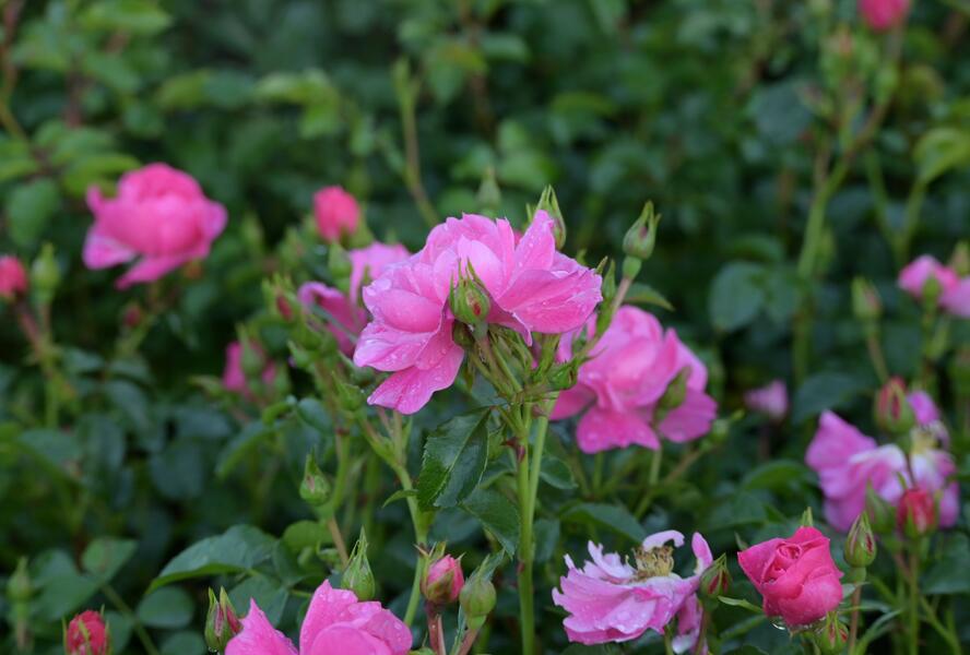 Růže mnohokvětá Meilland 'Magic Meidiland' - Rosa MK 'Magic Meidiland'