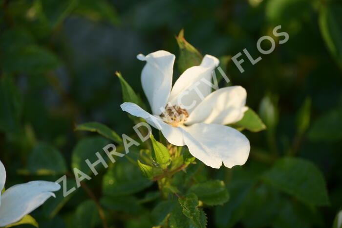 Růže mnohokvětá Kordes 'Escimo' - Rosa MK 'Escimo'