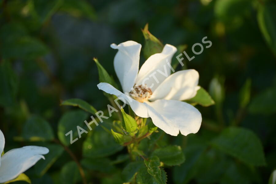 Růže mnohokvětá Kordes 'Escimo' - Rosa MK 'Escimo'