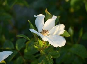 Růže mnohokvětá Kordes 'Escimo' - Rosa MK 'Escimo'