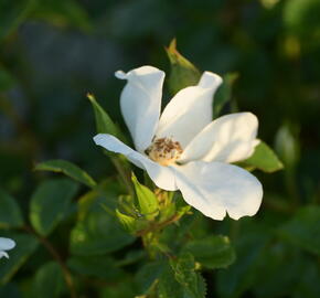 Růže mnohokvětá Kordes 'Escimo' - Rosa MK 'Escimo'