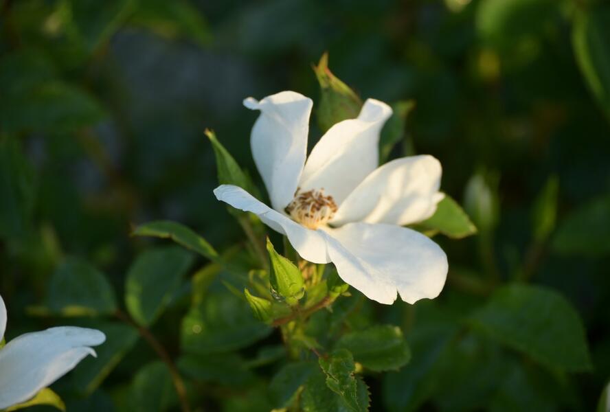 Růže mnohokvětá Kordes 'Escimo' - Rosa MK 'Escimo'