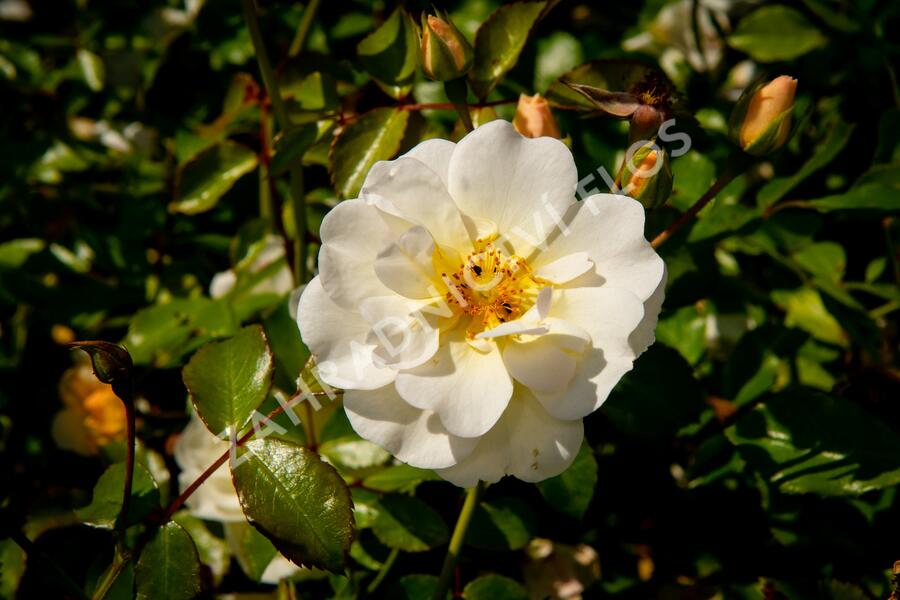 Růže mnohokvětá Tantau 'Schneekönigin' - Rosa MK 'Schneekönigin'
