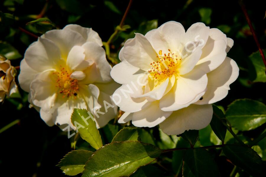 Růže mnohokvětá Tantau 'Schneekönigin' - Rosa MK 'Schneekönigin'