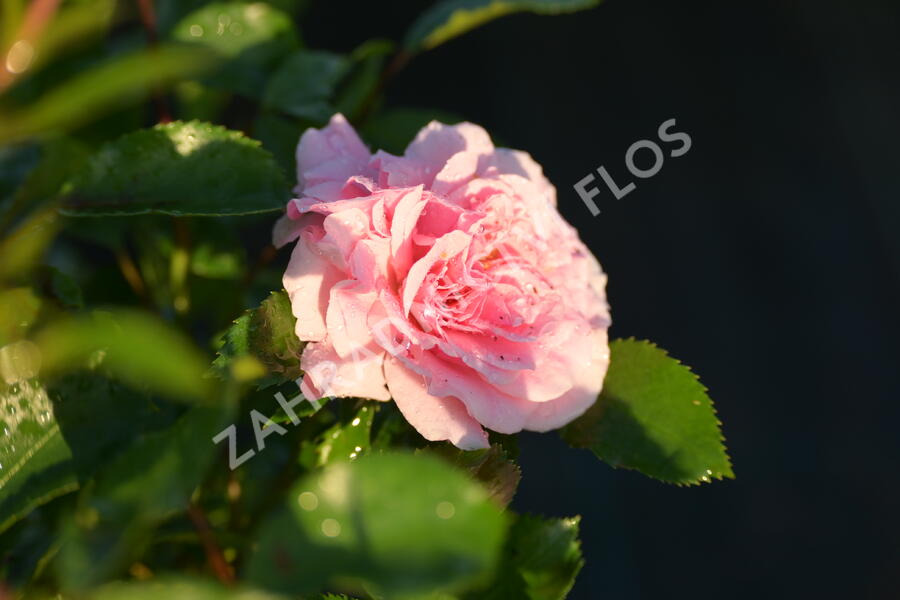 Růže půdopokryvná 'Larissa' - Rosa PK 'Larissa'