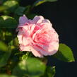 Růže půdopokryvná 'Larissa' - Rosa PK 'Larissa'