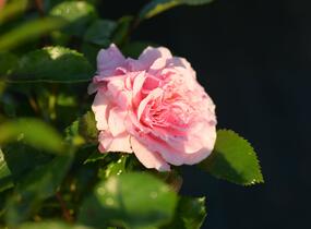 Růže půdopokryvná 'Larissa' - Rosa PK 'Larissa'