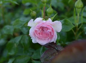 Růže půdopokryvná 'Larissa' - Rosa PK 'Larissa'