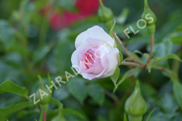 Růže půdopokryvná 'Larissa' - Rosa PK 'Larissa'