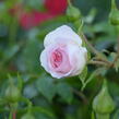Růže půdopokryvná 'Larissa' - Rosa PK 'Larissa'