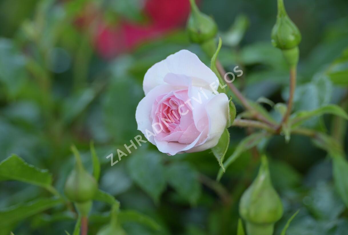 Růže půdopokryvná 'Larissa' - Rosa PK 'Larissa'