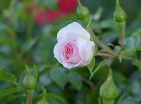 Růže půdopokryvná 'Larissa' - Rosa PK 'Larissa'