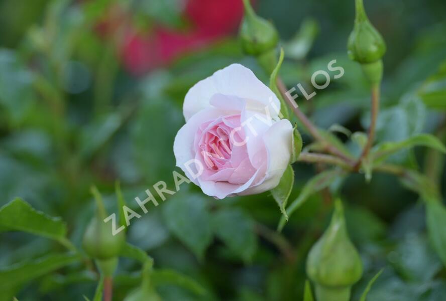 Růže půdopokryvná 'Larissa' - Rosa PK 'Larissa'