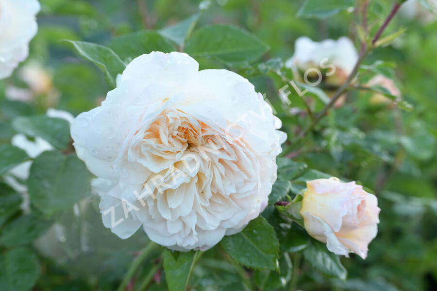 Anglická růže Davida Austina 'Crocus Rose' (Emanuel) - Rosa S 'Crocus Rose' (Emanuel)