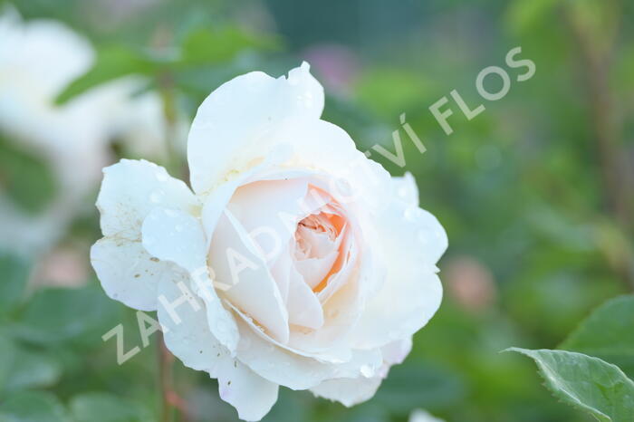 Anglická růže Davida Austina 'Crocus Rose' (Emanuel) - Rosa S 'Crocus Rose' (Emanuel)