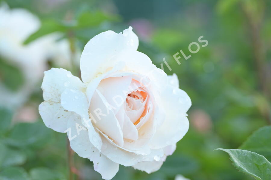 Anglická růže Davida Austina 'Crocus Rose' (Emanuel) - Rosa S 'Crocus Rose' (Emanuel)