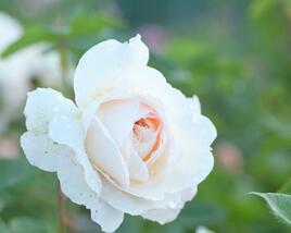 Růže anglická David Austin 'Crocus Rose' (Emanuel)
