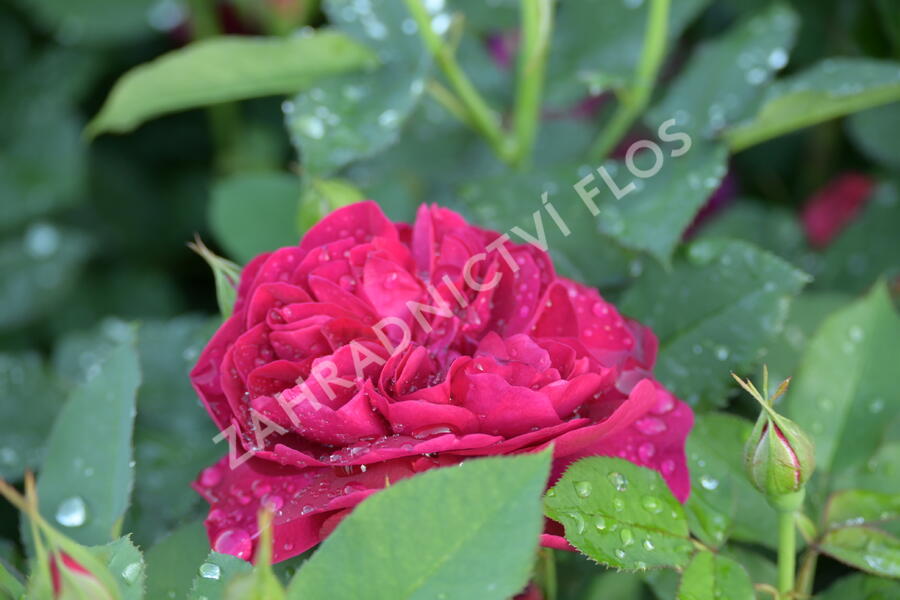 Anglická růže Davida Austina 'Darcey Bussel' - Rosa S 'Darcey Bussel'